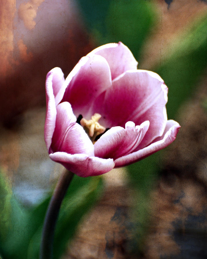 Purple Tulip 2 Photograph by Marty Koch