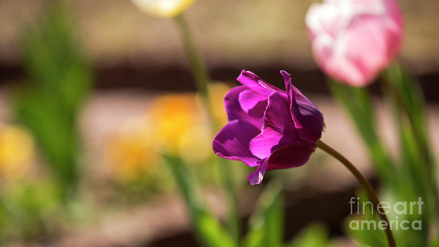 Purple tulip Photograph by Agnes Caruso