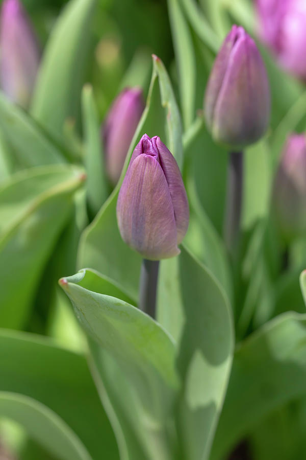 Purple Tulip Buds Photograph by Dawn Cavalieri