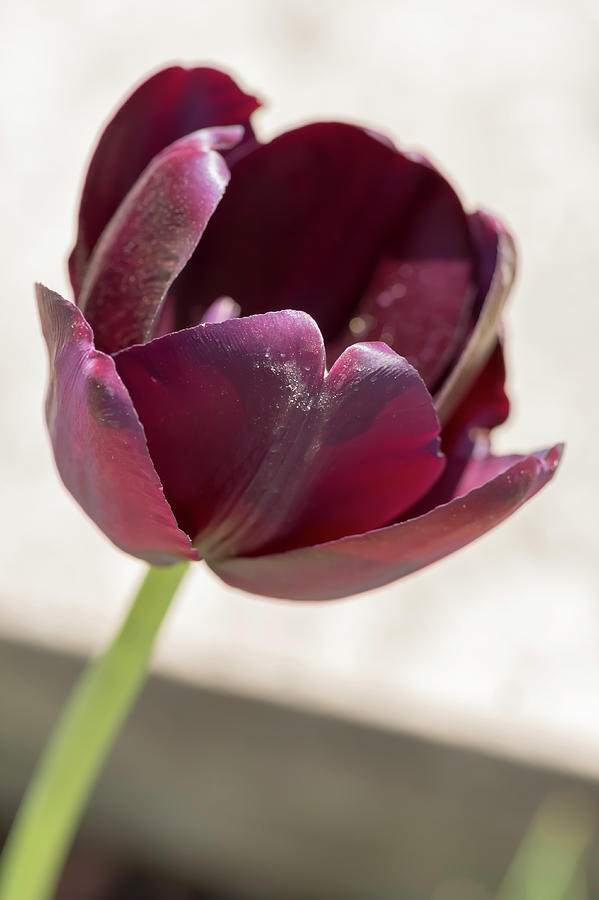 Purple Tulip Photograph by Dawn Cavalieri