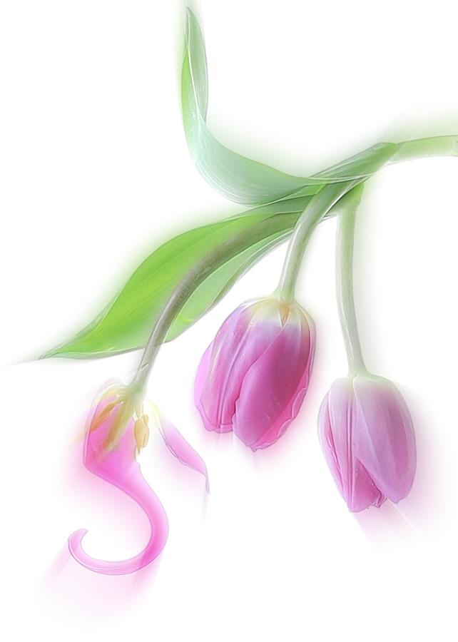 Spring Photograph - Purple Tulip by Fangping Zhou
