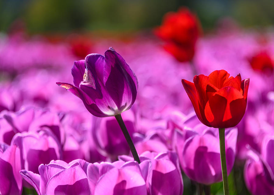 Purple Tulip In a Sea of Flowers Photograph by Judit Dombovari | Fine ...