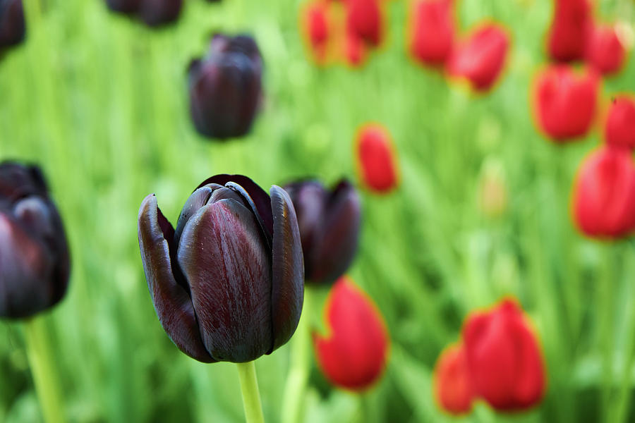 Closeup Photograph - Purple tulip by Lukas Kerbs Closeup Photograph - Purple tulip by Lukas Kerbs