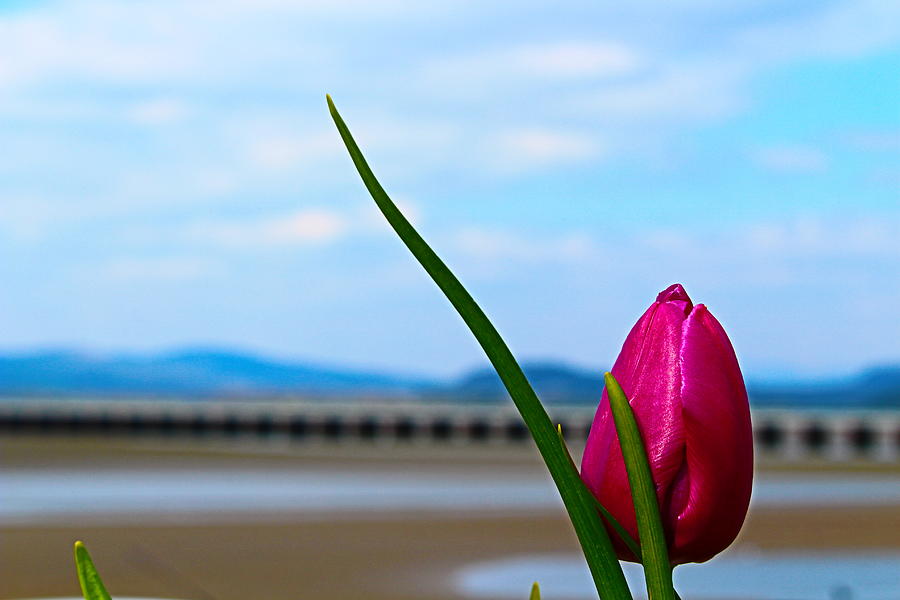 Purple Tulip Over Bridge View Photograph by Loretta S