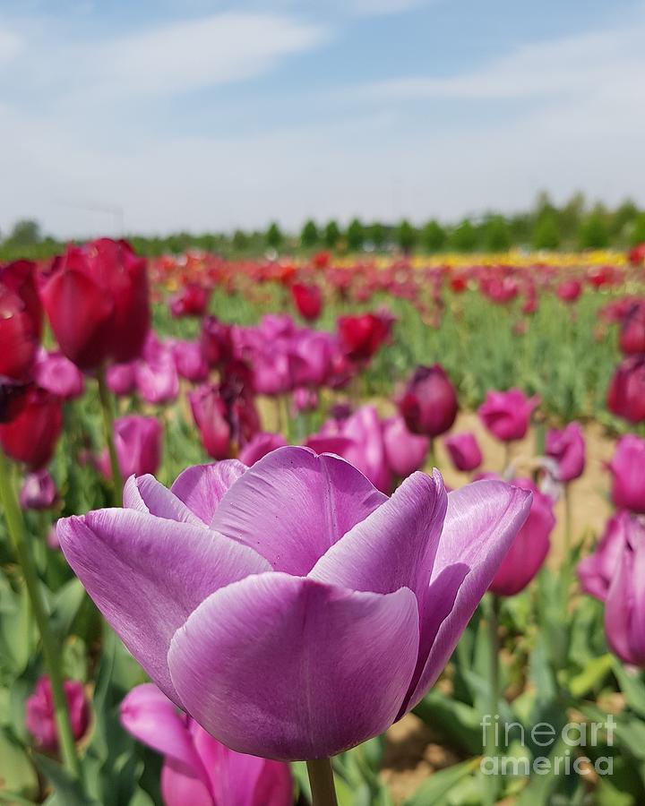 Purple Tulip Photograph by Paola Baroni