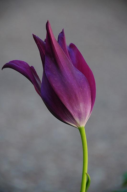 Purple Tulip by Susie Rieple Purple Tulip by Susie Rieple