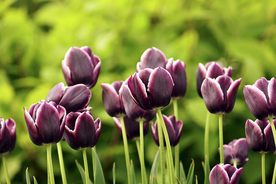 Purple Tulips Photograph by Angelica Linnhoff