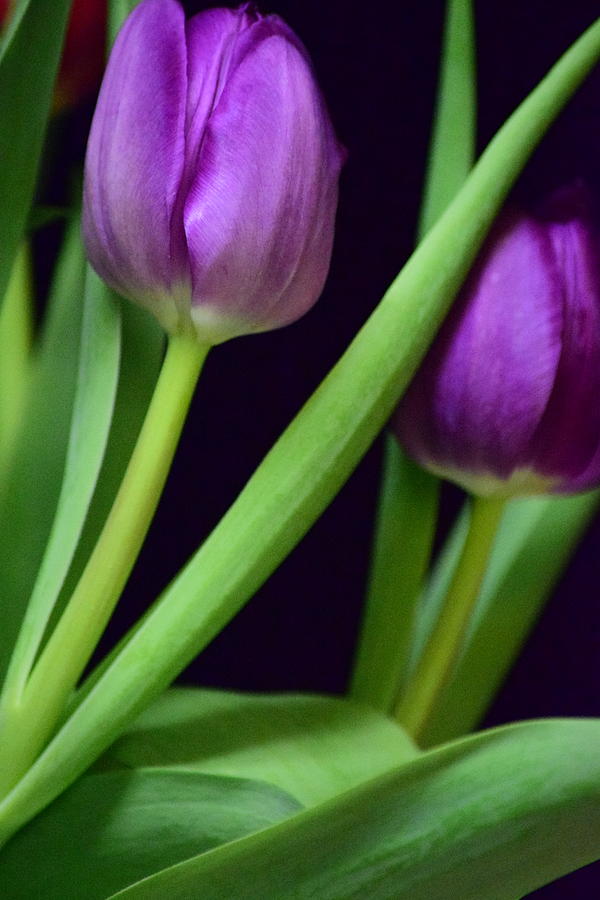 Purple Tulips Photograph by Bonnie Bruno