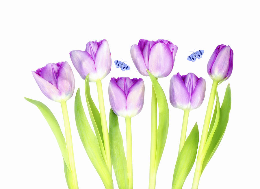 Still Life Photograph - Purple Tulips by Louise Wolbers
