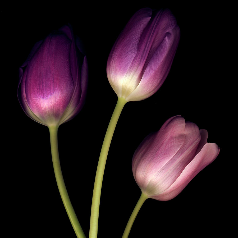 Still Life Photograph - Purple Tulips On Black 01 by Tom Quartermaine