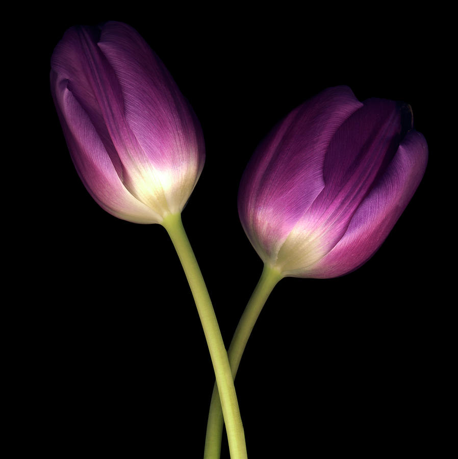 Still Life Photograph - Purple Tulips On Black 03 by Tom Quartermaine