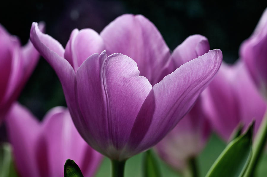 Purple Tulips Photograph by Simon Stanley