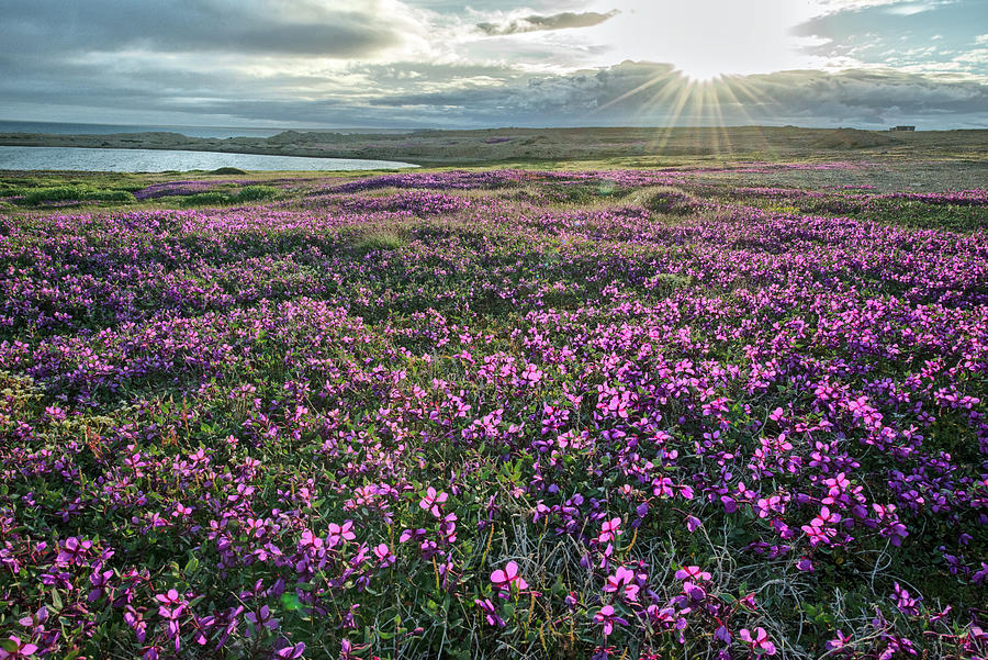 Purple Tundra Photograph by Denise LeBleu