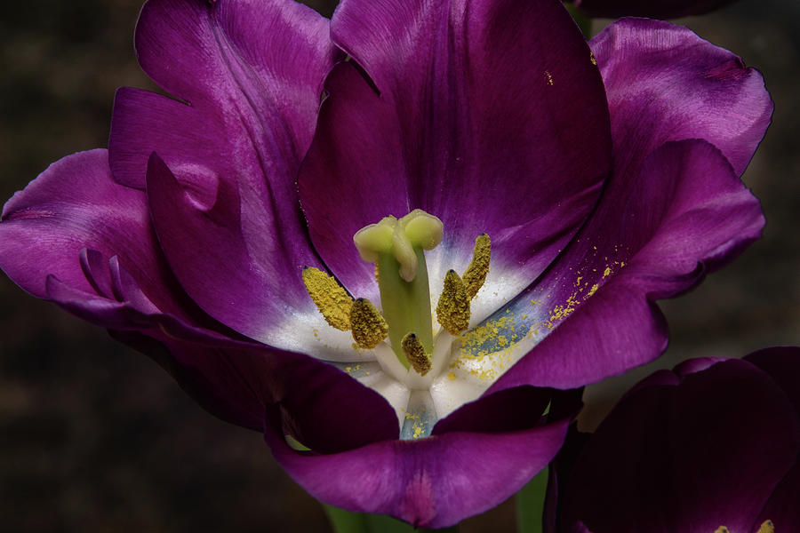 Purple Velvet And Gold Tulip Photograph
