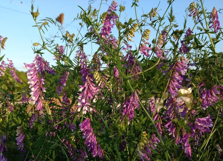 Purple Vetch Reaching Toward the Sky Photograph by Muri McCage - Fine ...