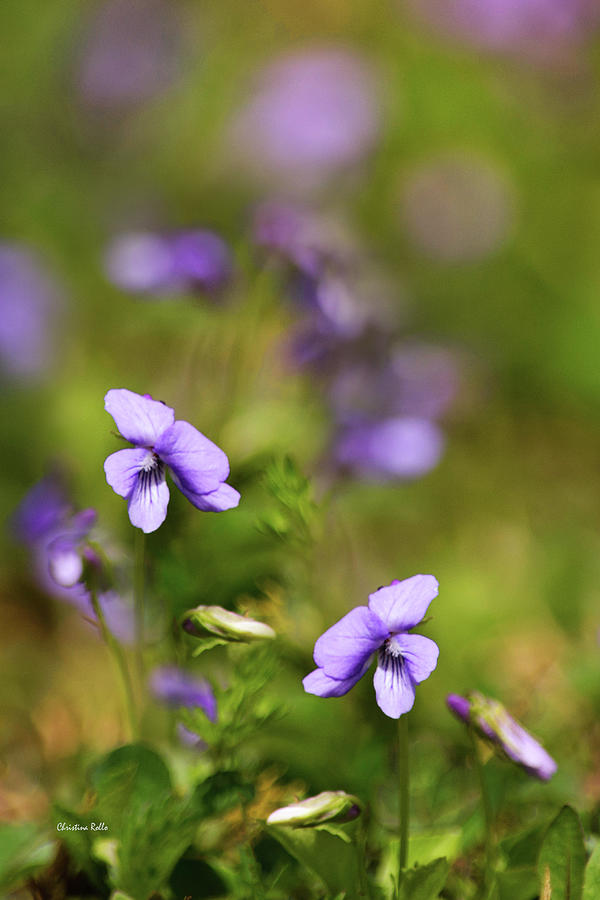 Purple Violet Flowers Photograph by Christina Rollo