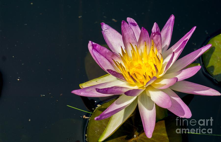 Purple Water Lilie by Annerose Walz Purple Water Lilie by Annerose Walz