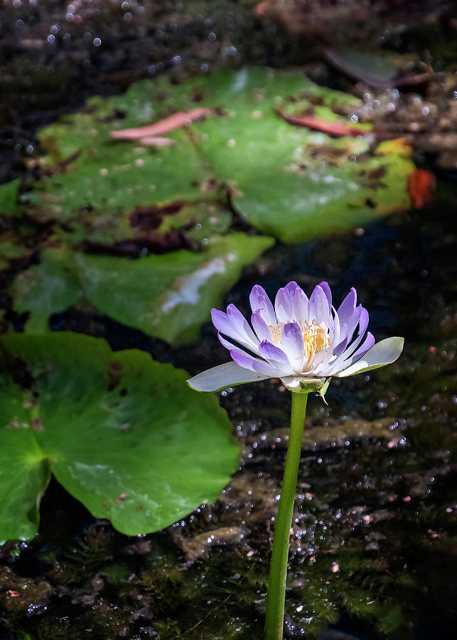 Purple Water Lily Photograph by Catherine Reading