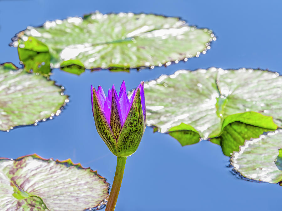 Purple Water Lily Flower Floating Photograph By Panoramic Images Fine Art America 2654