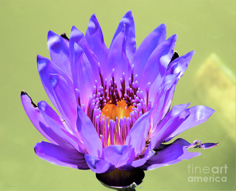 Purple Waterlily 3 by Steve Edwards Purple Waterlily 3 by Steve Edwards