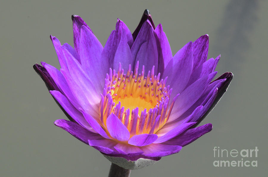 Purple Waterlily 4 by Steve Edwards Purple Waterlily 4 by Steve Edwards
