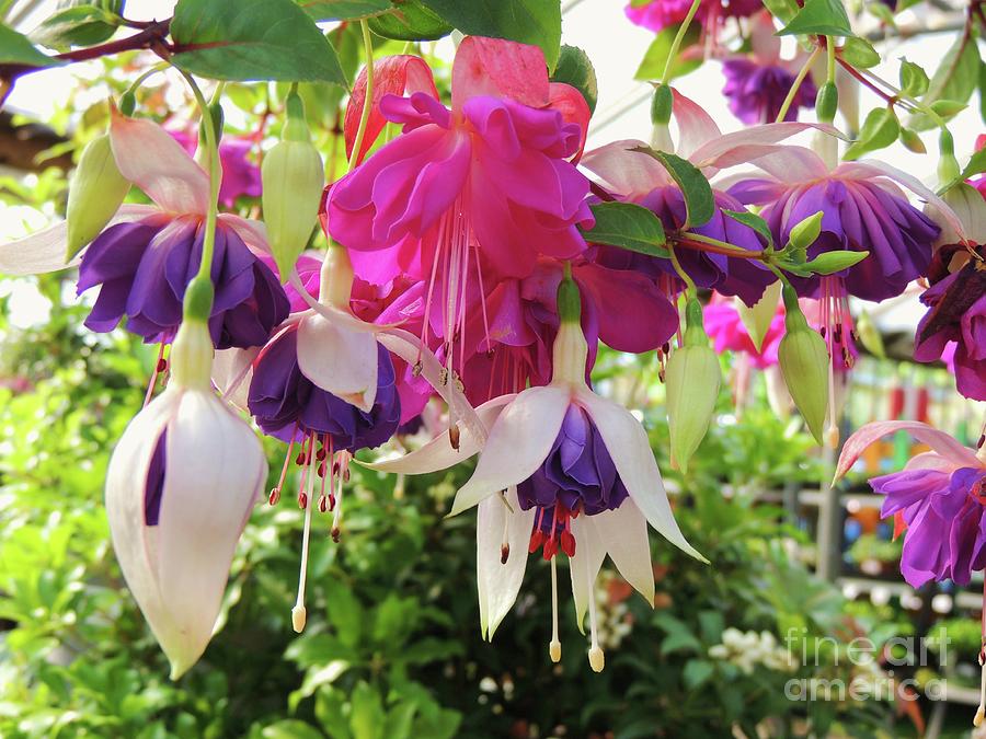 Purple, White, and Pink Fuchsias Photograph by Julie Rauscher