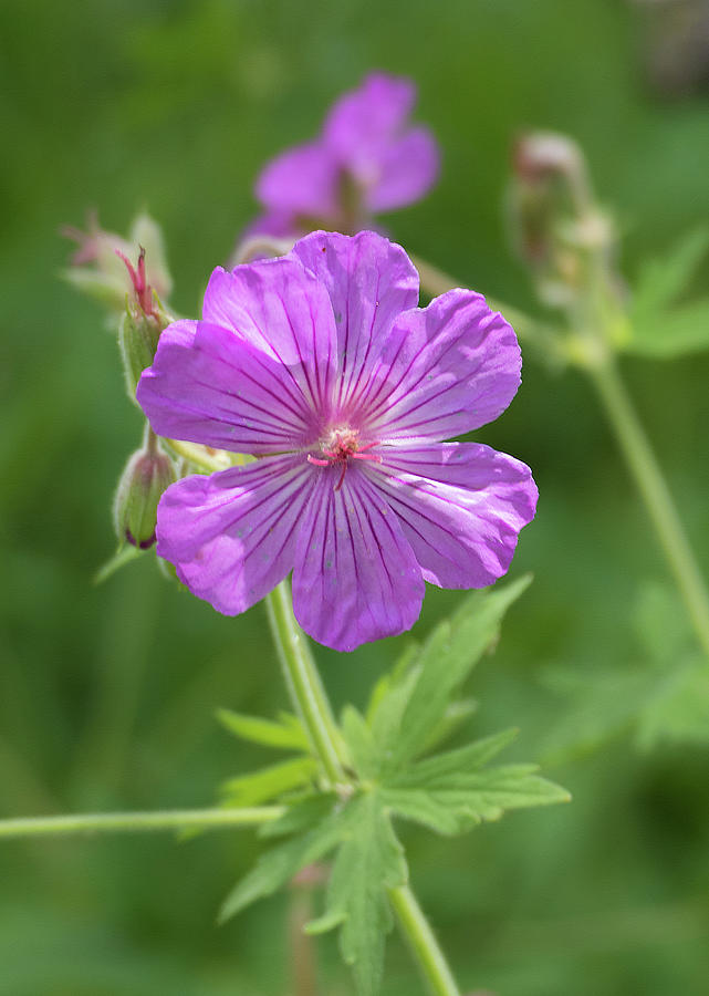 Purple Wild Flax Photograph by Laurel Powell - Fine Art America