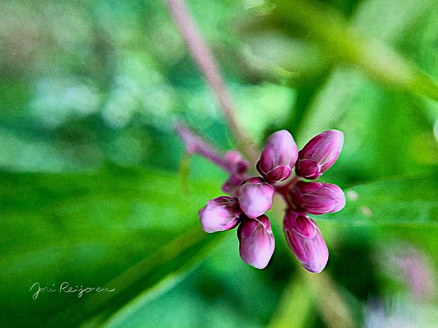 Purple Wildflower Buds Closeup  Photograph by Jori Reijonen