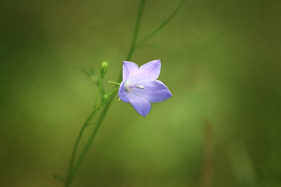 Purple Wildflower Photograph by Morgan Wright