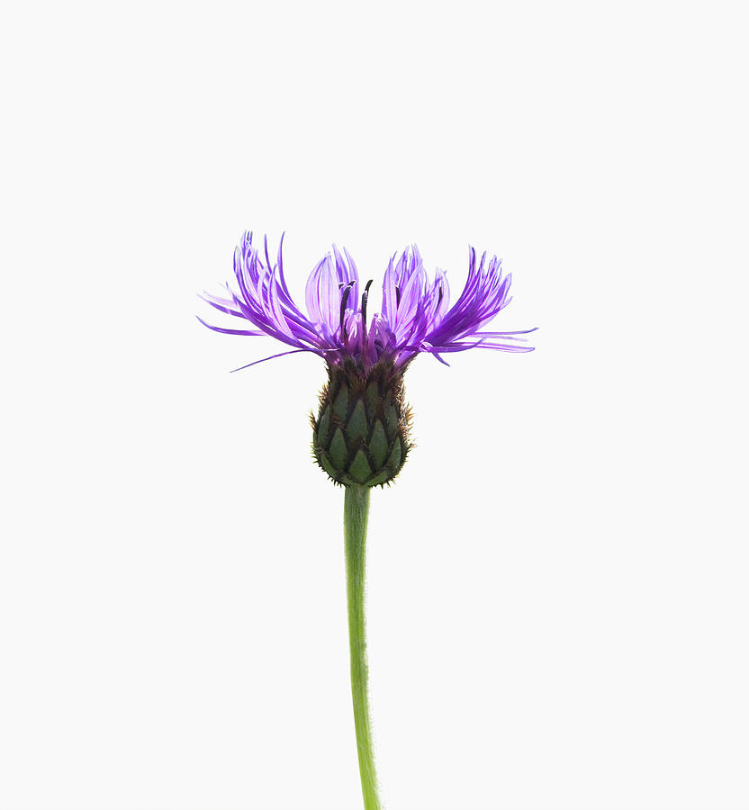 Purple Wildflower On White Photograph by Deborah Harrison