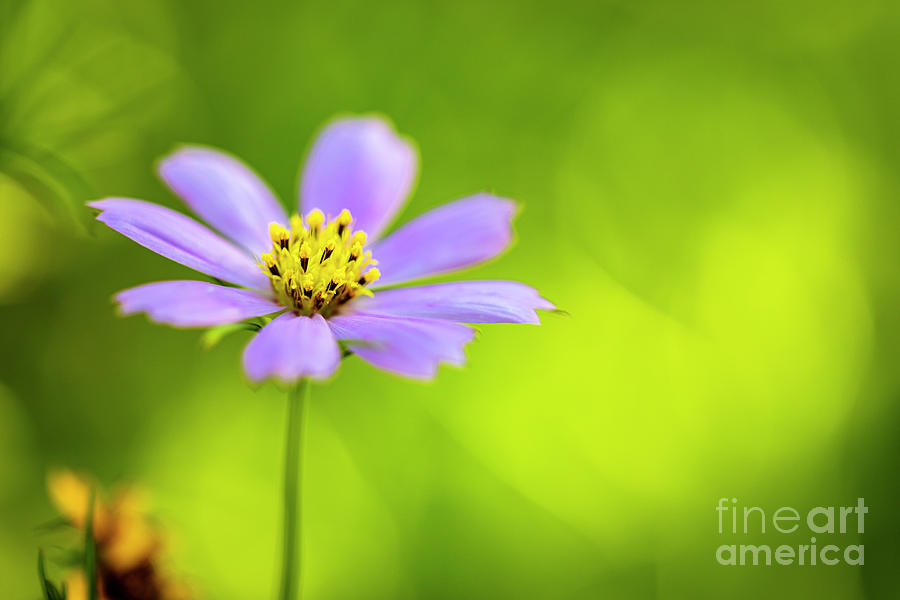 Purple Wildflower Photograph by Raul Rodriguez