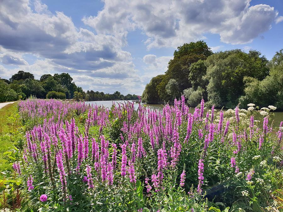 Purple Wildflowers on the Thames Photograph by Andrea Whitaker
