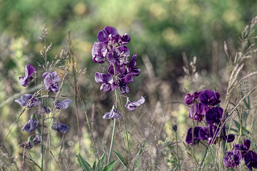 Purple Wildflowers Photograph by Bonnie Bruno