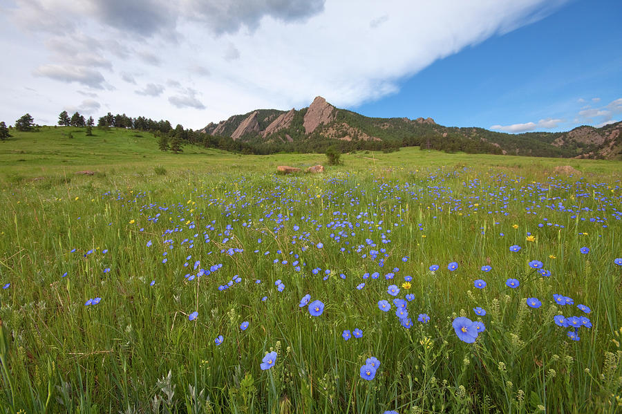 Purple Wildflowers In Boulder, Colorado Photograph by Lightvision, Llc