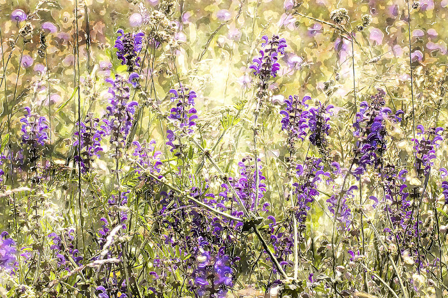 Wildflower Digital Art - Purple Wildflowers In Watercolor by Luisa Vallon Fumi Wildflower Digital Art - Purple Wildflowers In Watercolor by Luisa Vallon Fumi