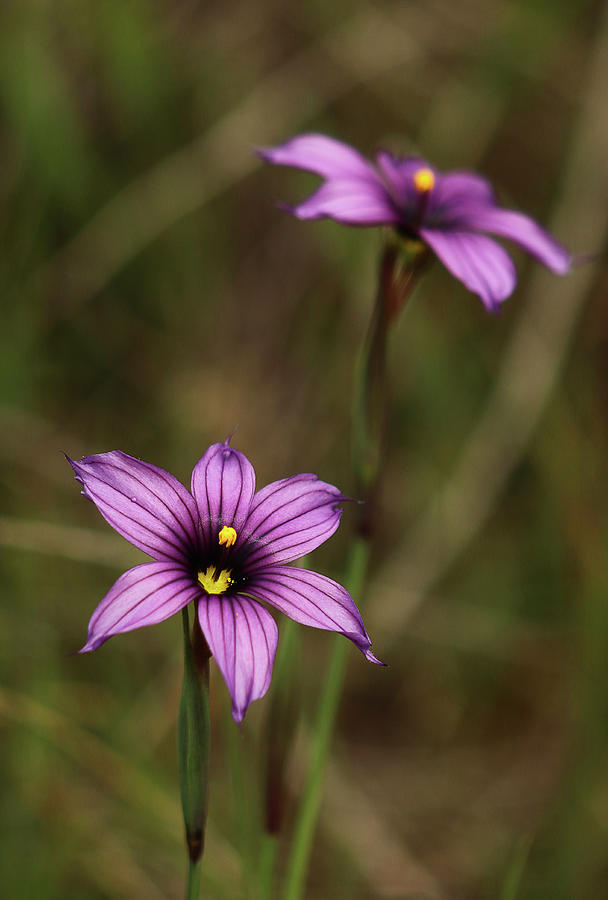 Purple Wildflowers Photograph by Morgan Wright