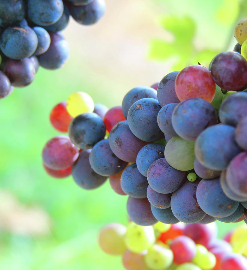 Purple Wine Grapes Photograph by Cathy Lindsey | Fine Art America