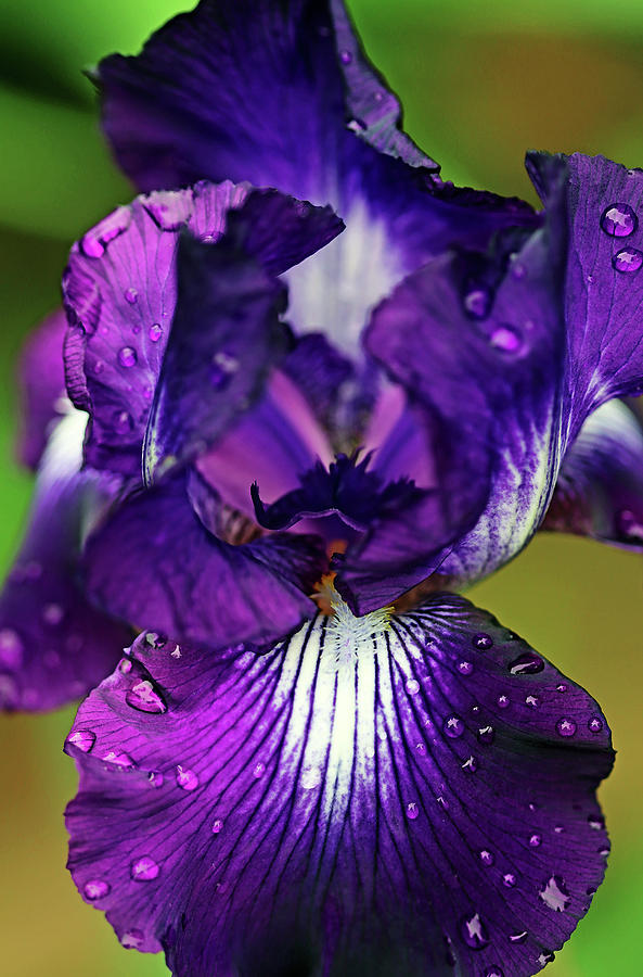 Purple With White Splash Iris Photograph by Debbie Oppermann