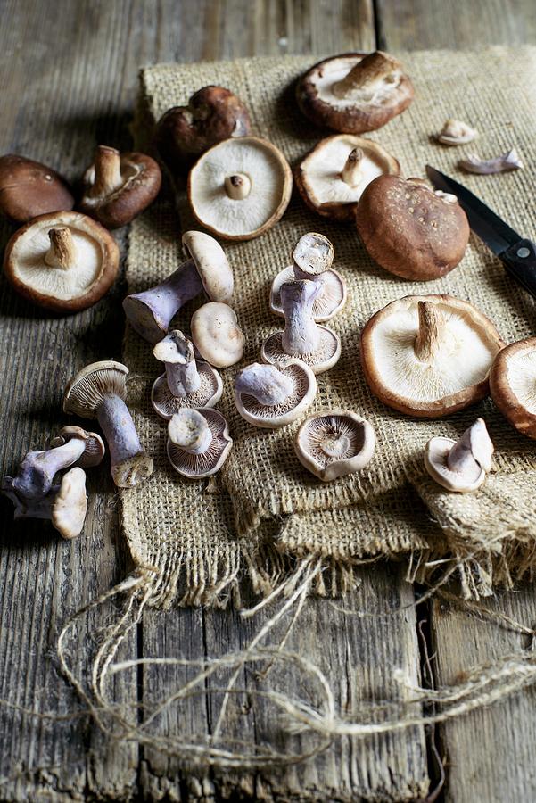 Purple Wood Blewits And Shiitake Mushrooms Photograph by Sarka Babicka