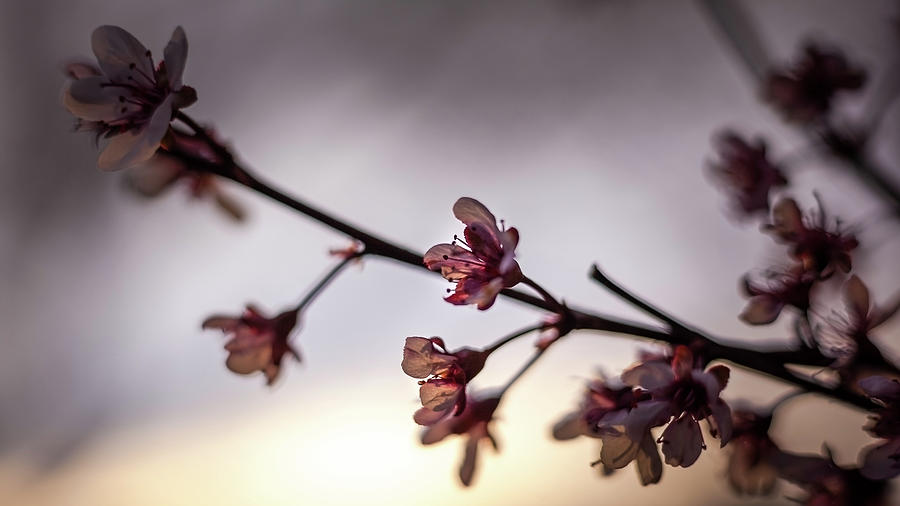 Purpleleaf Sand Cherry at Sunset by Jeanette Fellows Purpleleaf Sand Cherry at Sunset by Jeanette Fellows