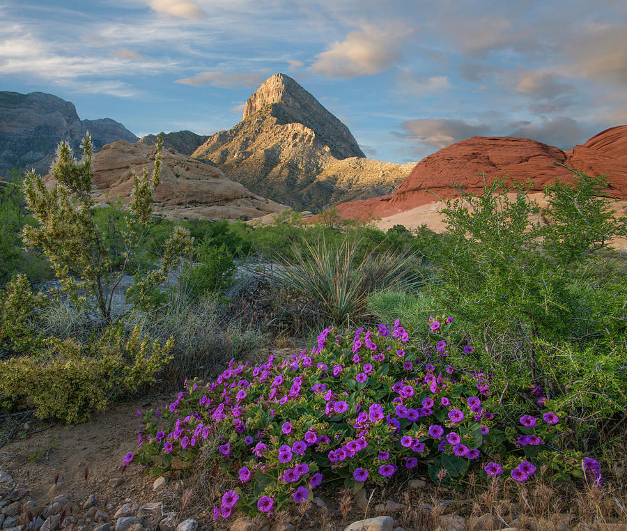 Purplemat, Red Rock Canyon National Conservation Area, Nevada Photograph by Tim Fitzharris
