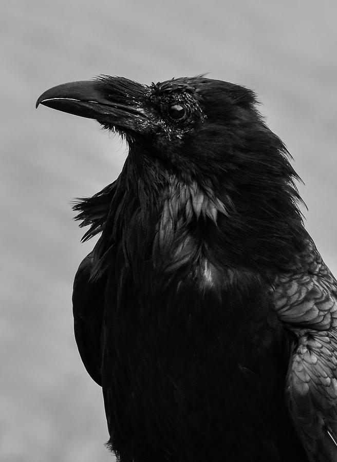 Ворон 1 4. Raven Spirit. Ворон чб фото арт шум. Raven photo Black White. Raven photo Black White Angry.