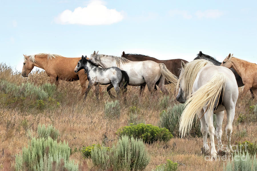Pushing the Herd by Jim Garrison Pushing the Herd by Jim Garrison