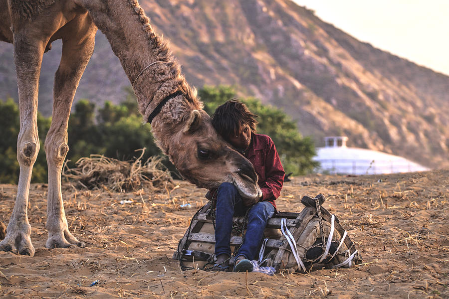 Camel Photograph - Pushkar Festival 2017 by Svetlin Yosifov