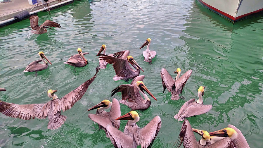 Pushy Pelicans Photograph by JAMART Photography