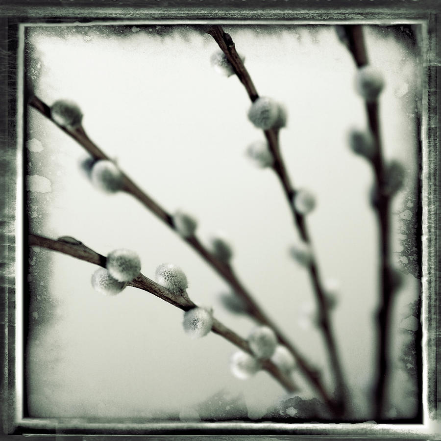 Still Life Photograph - Pussy Willow 03 by Tom Quartermaine