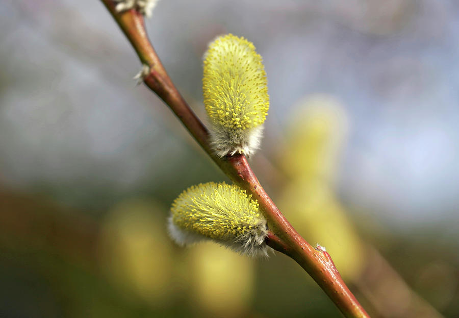 Pussy willow Photograph by Gertrutbucket - Fine Art America