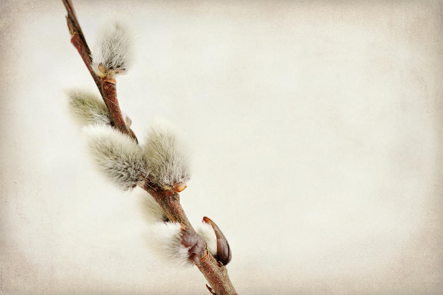 Nature Photograph - Pussy Willow by Jessica Rogers