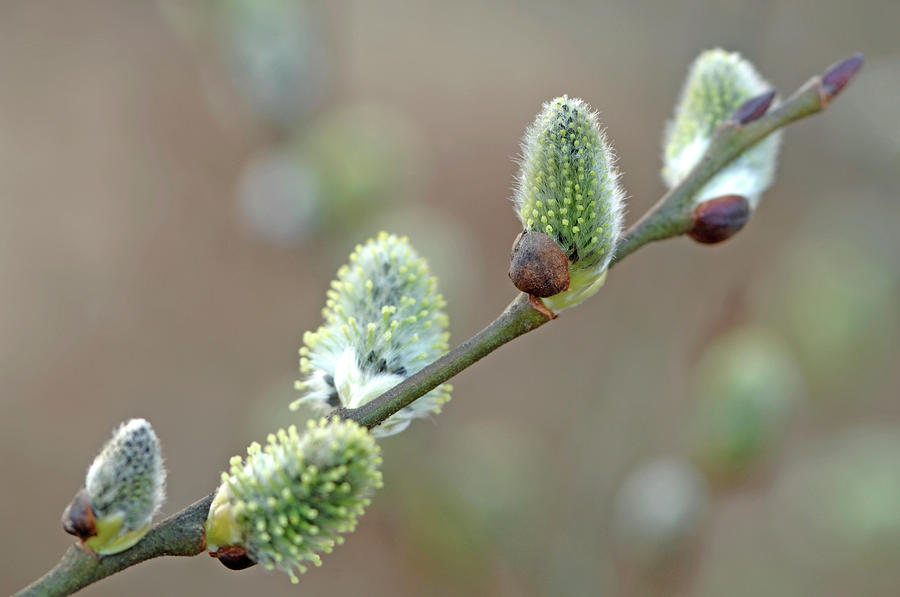 Pussy Willow Salix Caprea, Close-up Photograph by Westend61
