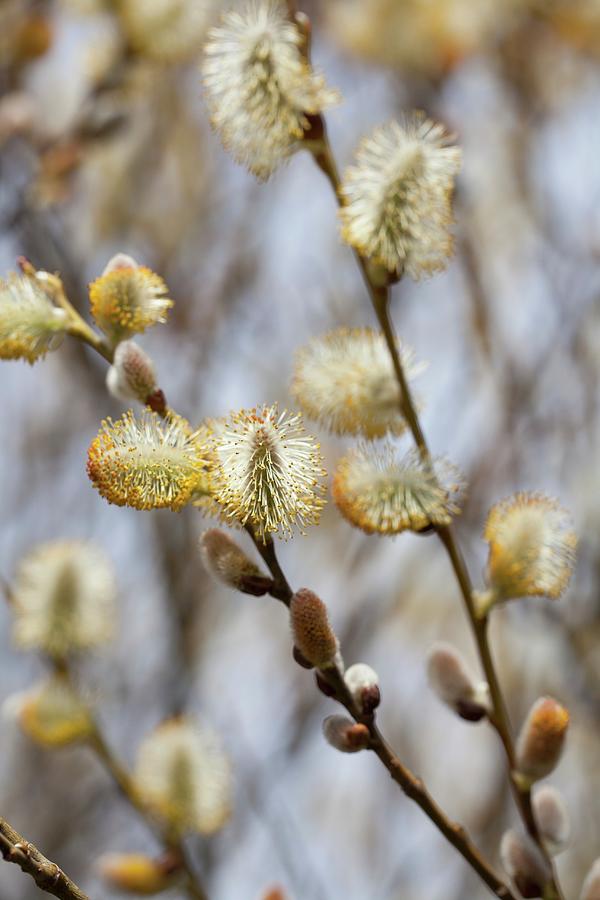 Spring Photograph - Pussy Willow by Yelena Strokin